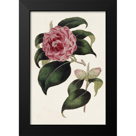 Pink Floral Mix III Black Modern Wood Framed Art Print by Ridgeway