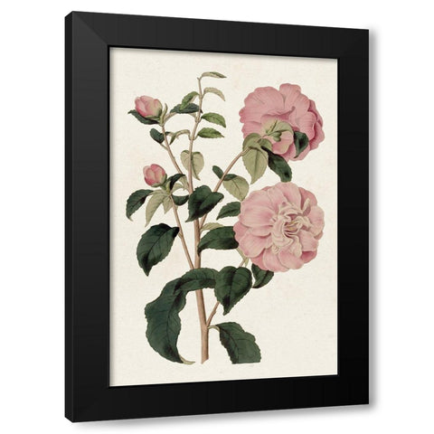 Pink Floral Mix IV Black Modern Wood Framed Art Print by Ridgeway