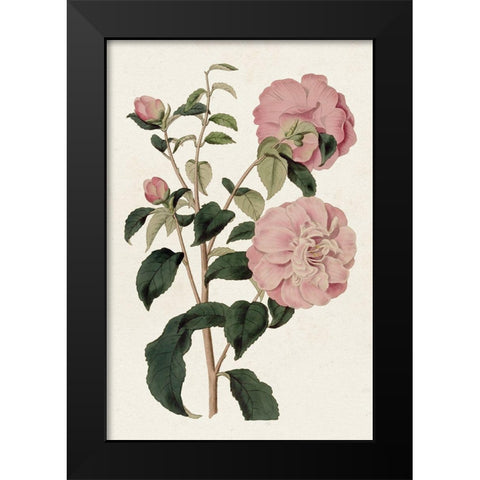Pink Floral Mix IV Black Modern Wood Framed Art Print by Ridgeway