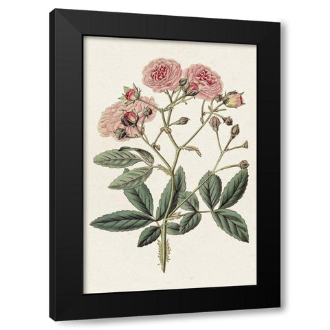 Pink Floral Mix V Black Modern Wood Framed Art Print with Double Matting by Ridgeway