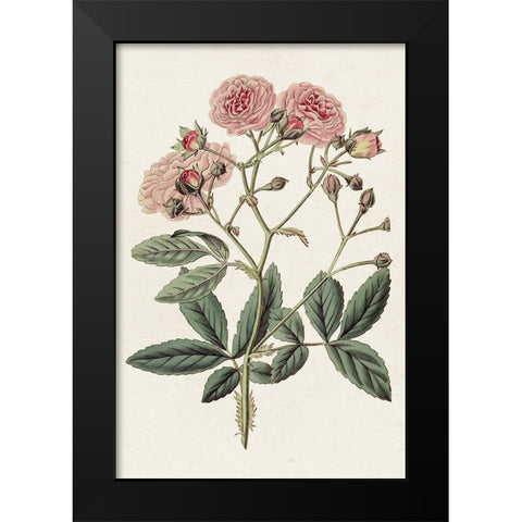 Pink Floral Mix V Black Modern Wood Framed Art Print by Ridgeway
