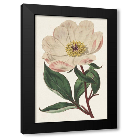 Pink Floral Mix VII Black Modern Wood Framed Art Print by Ridgeway