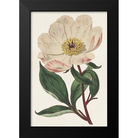 Pink Floral Mix VII Black Modern Wood Framed Art Print by Ridgeway