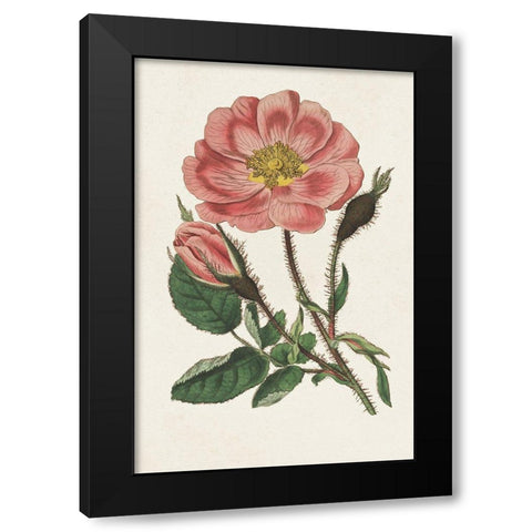 Pink Floral Mix IX Black Modern Wood Framed Art Print by Ridgeway