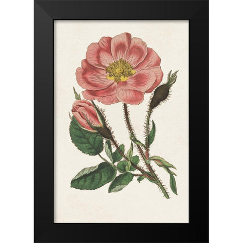 Pink Floral Mix IX Black Modern Wood Framed Art Print by Ridgeway