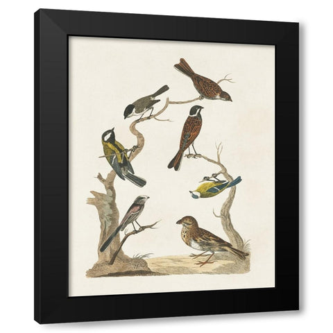 Antique Birds in Nature II Black Modern Wood Framed Art Print by Vision Studio