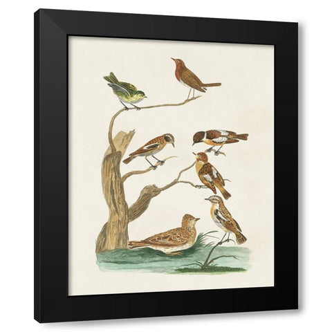 Antique Birds in Nature III Black Modern Wood Framed Art Print by Vision Studio