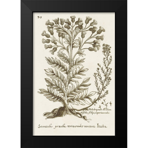 Sepia Botanical Journal I Black Modern Wood Framed Art Print by Vision Studio