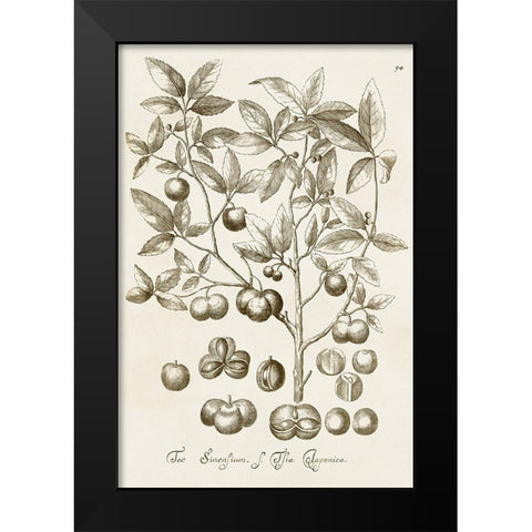 Sepia Botanical Journal II Black Modern Wood Framed Art Print by Vision Studio