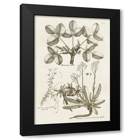 Sepia Botanical Journal VI Black Modern Wood Framed Art Print by Vision Studio