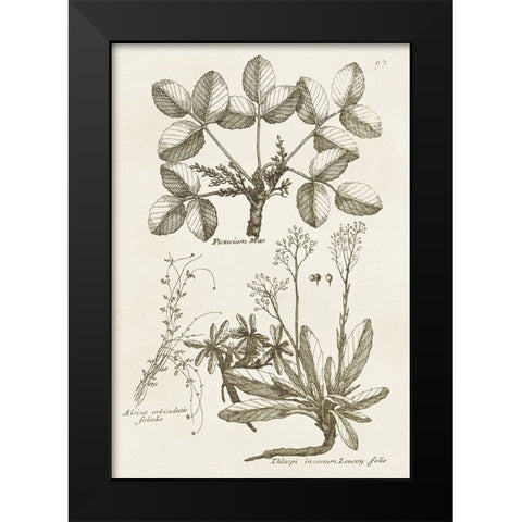 Sepia Botanical Journal VI Black Modern Wood Framed Art Print by Vision Studio