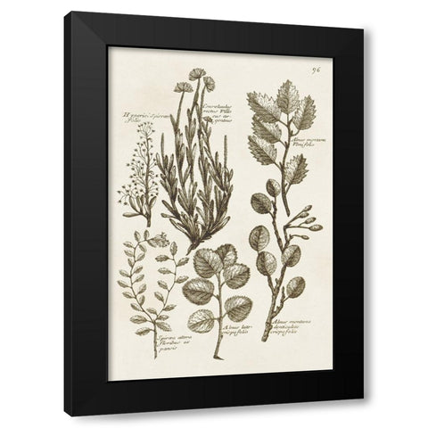 Sepia Botanical Journal VIII Black Modern Wood Framed Art Print by Vision Studio