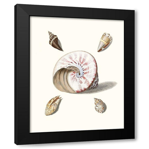 Pastel Knorr Shells II Black Modern Wood Framed Art Print by Knorr, G.W.