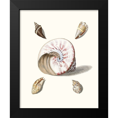 Pastel Knorr Shells II Black Modern Wood Framed Art Print by Knorr, G.W.