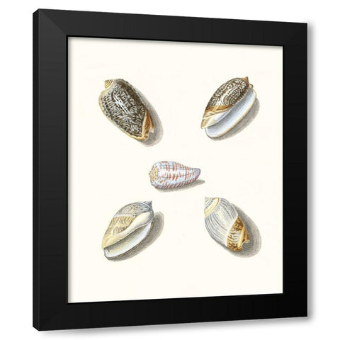 Pastel Knorr Shells III Black Modern Wood Framed Art Print with Double Matting by Knorr, G.W.