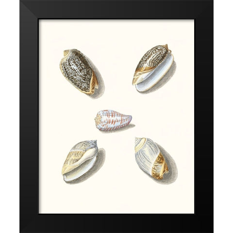 Pastel Knorr Shells III Black Modern Wood Framed Art Print by Knorr, G.W.