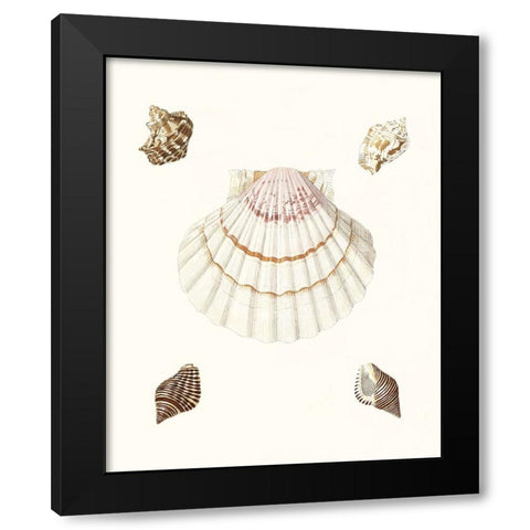 Pastel Knorr Shells IV Black Modern Wood Framed Art Print by Knorr, G.W.