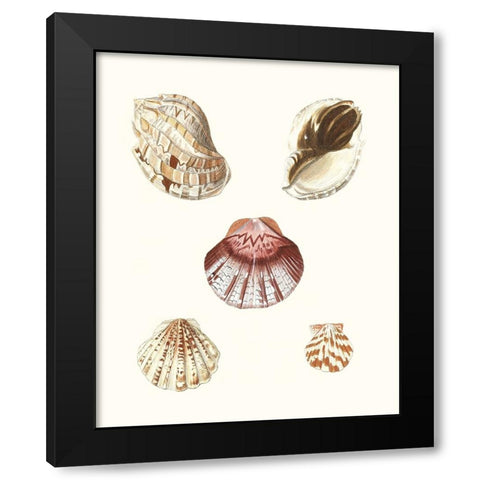 Pastel Knorr Shells V Black Modern Wood Framed Art Print by Knorr, G.W.