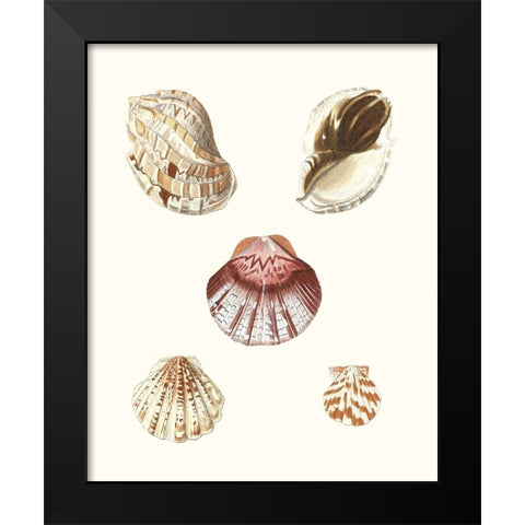 Pastel Knorr Shells V Black Modern Wood Framed Art Print by Knorr, G.W.