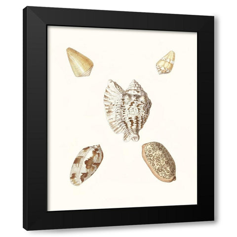 Pastel Knorr Shells VI Black Modern Wood Framed Art Print with Double Matting by Knorr, G.W.