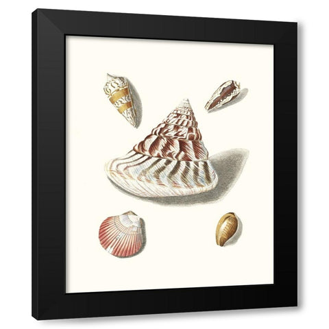 Pastel Knorr Shells VII Black Modern Wood Framed Art Print by Knorr, G.W.