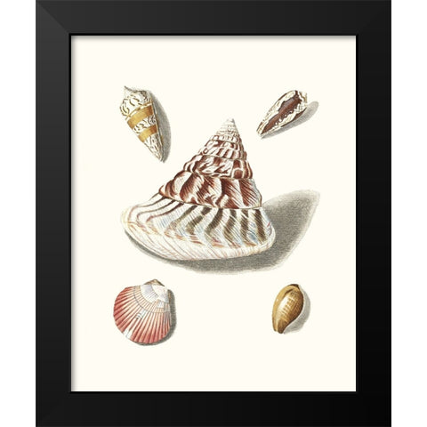 Pastel Knorr Shells VII Black Modern Wood Framed Art Print by Knorr, G.W.