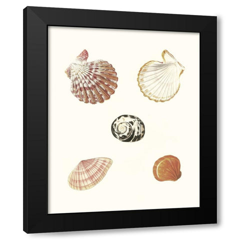 Pastel Knorr Shells VIII Black Modern Wood Framed Art Print by Knorr, G.W.