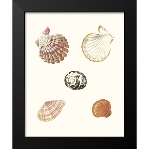 Pastel Knorr Shells VIII Black Modern Wood Framed Art Print by Knorr, G.W.