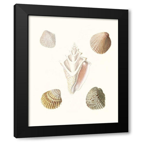 Pastel Knorr Shells IX Black Modern Wood Framed Art Print by Knorr, G.W.