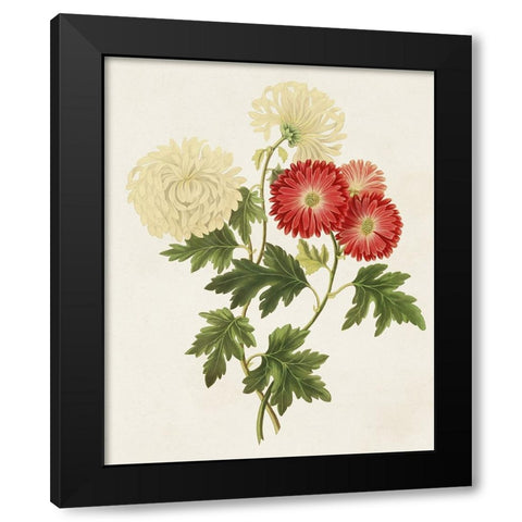 Flowers of the Seasons I Black Modern Wood Framed Art Print with Double Matting by Unknown