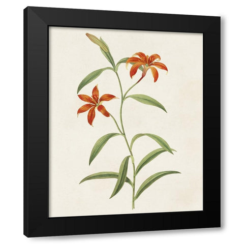 Flowers of the Seasons III Black Modern Wood Framed Art Print with Double Matting by Unknown