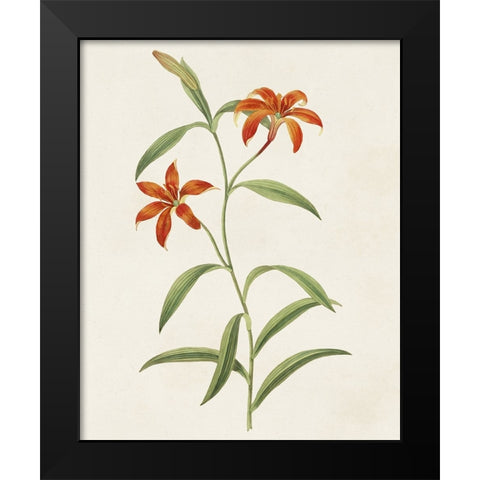 Flowers of the Seasons III Black Modern Wood Framed Art Print by Unknown