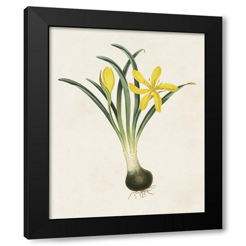 Flowers of the Seasons VI Black Modern Wood Framed Art Print by Unknown