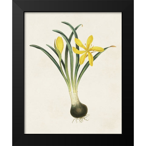 Flowers of the Seasons VI Black Modern Wood Framed Art Print by Unknown