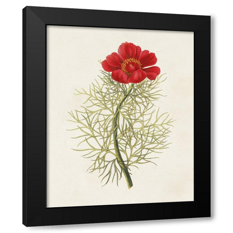 Flowers of the Seasons VII Black Modern Wood Framed Art Print with Double Matting by Unknown