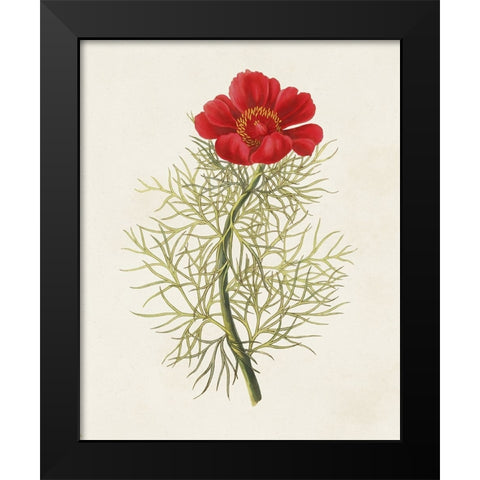 Flowers of the Seasons VII Black Modern Wood Framed Art Print by Unknown