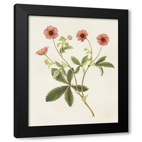 Flowers of the Seasons VIII Black Modern Wood Framed Art Print with Double Matting by Unknown