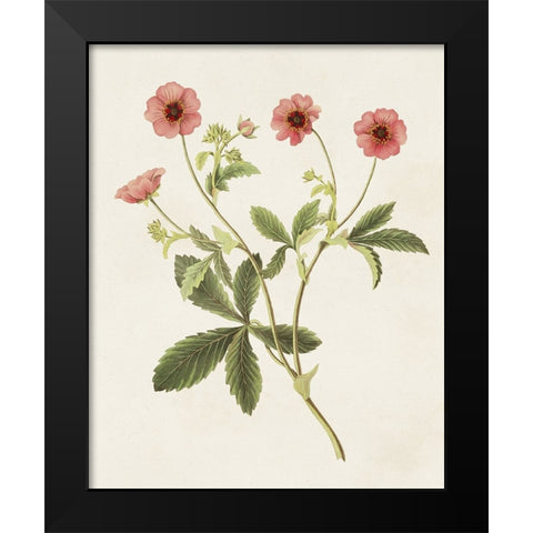 Flowers of the Seasons VIII Black Modern Wood Framed Art Print by Unknown