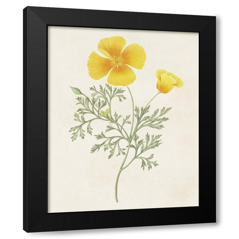 Flowers of the Seasons IX Black Modern Wood Framed Art Print by Unknown