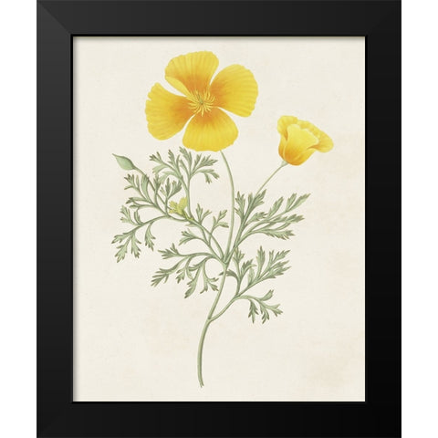 Flowers of the Seasons IX Black Modern Wood Framed Art Print by Unknown