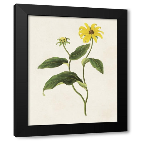 Flowers of the Seasons X Black Modern Wood Framed Art Print with Double Matting by Unknown