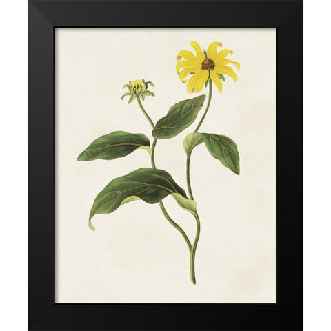 Flowers of the Seasons X Black Modern Wood Framed Art Print by Unknown
