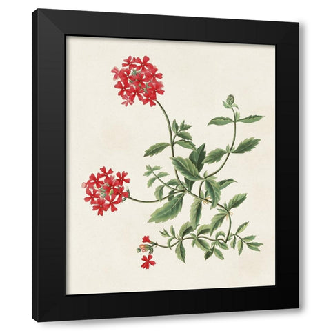 Flowers of the Seasons XI Black Modern Wood Framed Art Print with Double Matting by Unknown