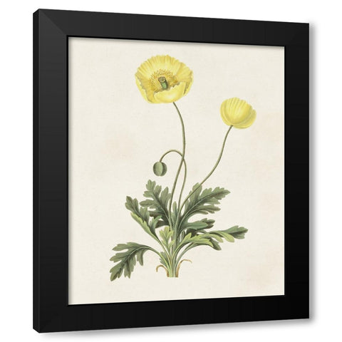 Flowers of the Seasons XII Black Modern Wood Framed Art Print by Unknown