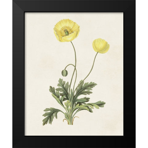 Flowers of the Seasons XII Black Modern Wood Framed Art Print by Unknown