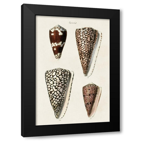 Cone Shell Collection I Black Modern Wood Framed Art Print by Unknown