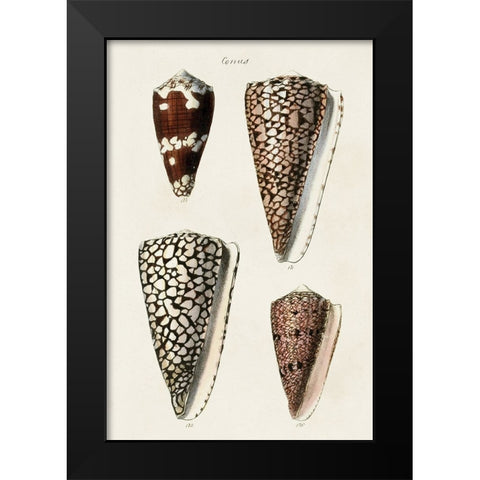 Cone Shell Collection I Black Modern Wood Framed Art Print by Unknown