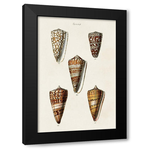 Cone Shell Collection II Black Modern Wood Framed Art Print with Double Matting by Unknown