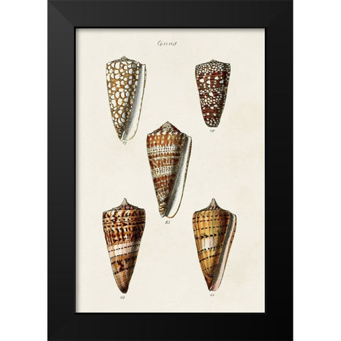 Cone Shell Collection II Black Modern Wood Framed Art Print by Unknown
