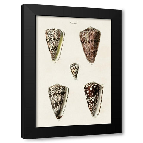 Cone Shell Collection III Black Modern Wood Framed Art Print by Unknown